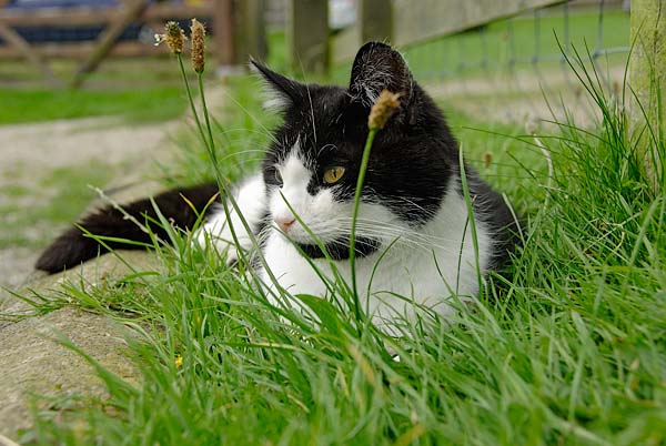 Mann Cat Sanctuary Moggie